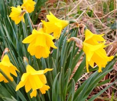 Narcissus (Daffodil) obvallaris Loose Bulbs