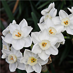 Narcissus (Daffodil) Paperwhite each