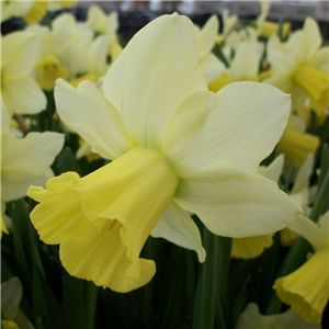 Narcissus (Daffodil) Pastorale Loose bulbs