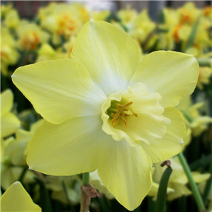 Narcissus (daffodil) Pipit