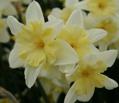 Narcissus (Daffodil) Prom Dance AGM Loose bulbs