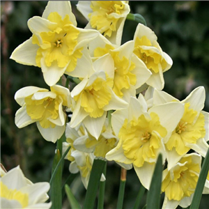 Narcissus (Daffodil) Prom Dance potted