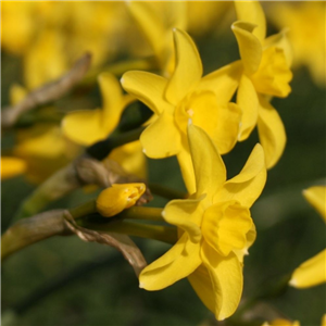 Narcissus (Daffodil) Dwarf Sabrosa Loose Bulbs