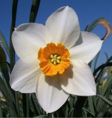 Narcissus (Daffodil) Sempre Avanti Loose Bulbs