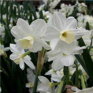 Narcissus Silver Chimes