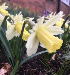 Narcissus (Daffodil) Snow Baby Potted