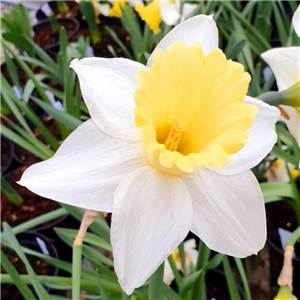 Narcissus (Daffodil) Spring Dawn pot full