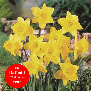 Narcissus (Daffodil) Tamara Loose bulbs