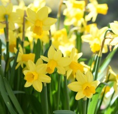 Narcissus (Daffodil dwarf) Tete a Tete Loose Bulbs.