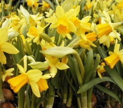 Narcissus (Daffodil dwarf) Tete Boucle Potted