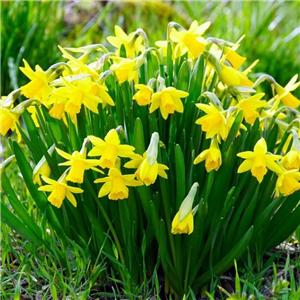 Narcissus (Daffodil dwarf) Tete Boucle Potted