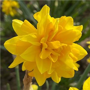 Narcissus (Daffodil dwarf) Tete Boucle Potted