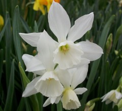 Narcissus (Daffodil) Thalia Loose Bulbs