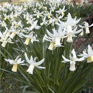 Narcissus (Daffodil) Thalia Loose Bulbs