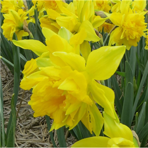 Narcissus (Daffodil) Van Sion potted