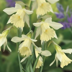 Narcissus (Daffodil) W P Milner Loose Bulbs