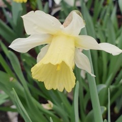 Narcissus (Daffodil) Snow Baby Potted