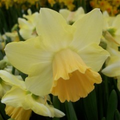 Narcissus (Daffodil) Widgeon Loose bulbs