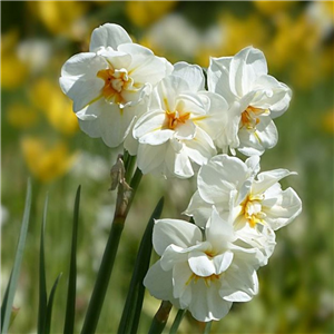 Narcissus (Daffodil) Winston Churchill Loose