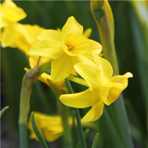 Narcissus Yellow Ocean