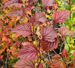 Neillia thibetica