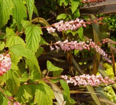 Neillia thibetica