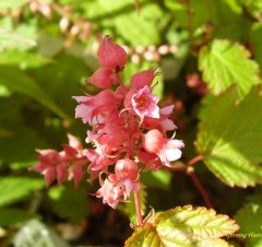 Neillia thibetica