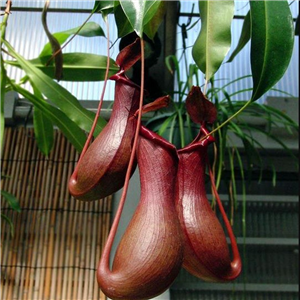 Nepenthes assorted Hanging Pot