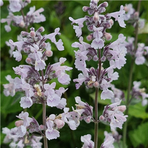 Nepeta racemosa Amelia