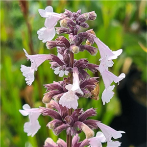 Nepeta grandiflora Dawn to Dusk