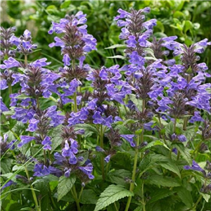 Nepeta Neptune