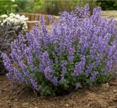 Nepeta Purrsian Blue