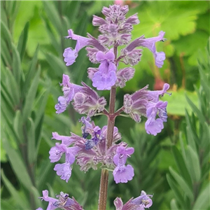 Nepeta Summer Magic