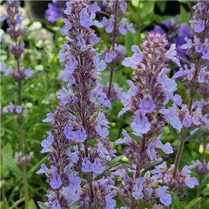 Nepeta grandiflora Veluws Blauwtje