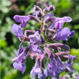 Nepeta Walkers Low