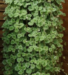 Nepeta trailing