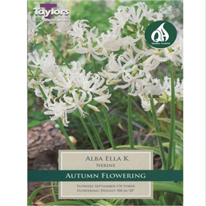 Nerine Alba Ella Pre Pack