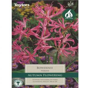 Nerine bowdenii Pre-Pack