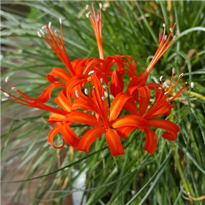 Nerine sarniensis