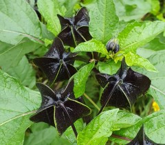 Nicandra physalodes