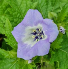 Nicandra physalodes