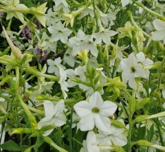 Nicotiana affinis