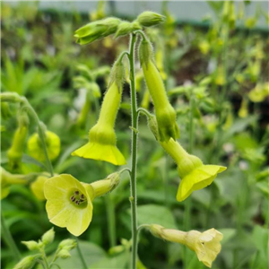 Nicotiana lansdorfii