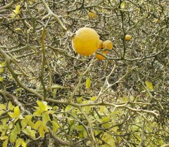 Poncirrus trifoliata