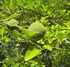 Poncirrus trifoliata