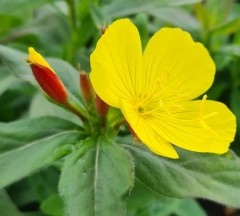 Oenothera fruticosa Fireworks