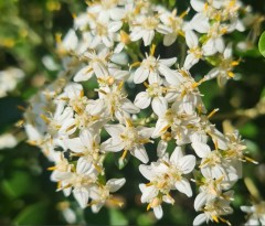 Olearia x haastii