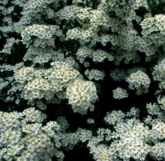 Olearia macrodonta