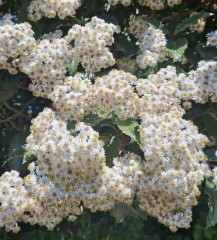 Olearia macrodonta