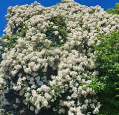 Olearia macrodonta